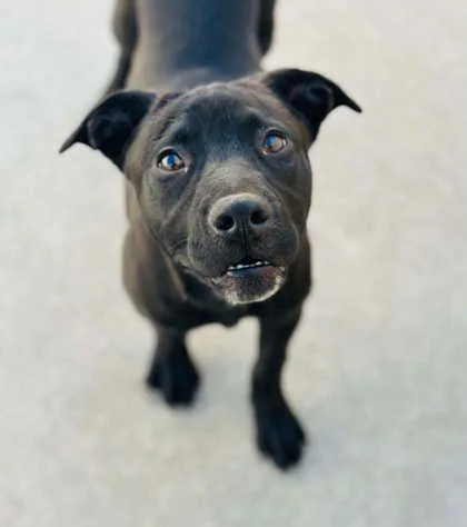 An adult medium-sized male Mixed Breed dog named Pistachio for adoption in West Chester, PA