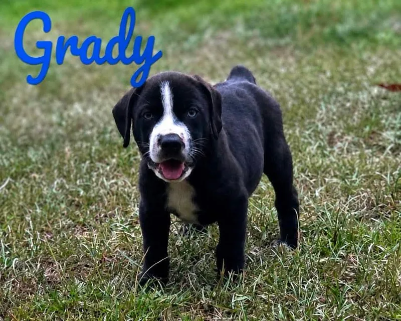 Grady