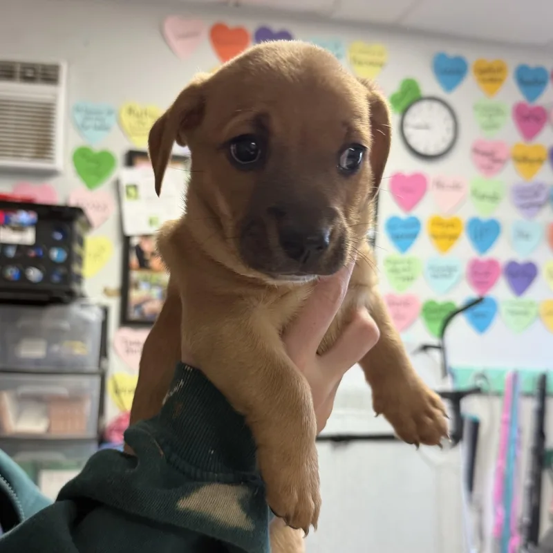 Zesty Zaxby's Salad thumbnail 2