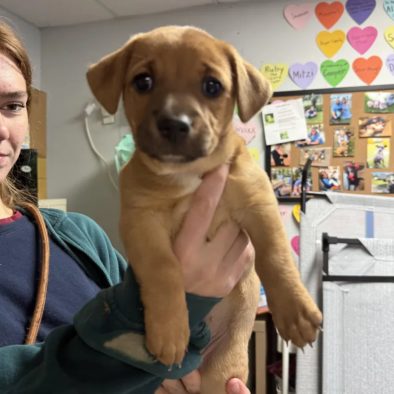 Zesty Zaxby's Salad thumbnail 4