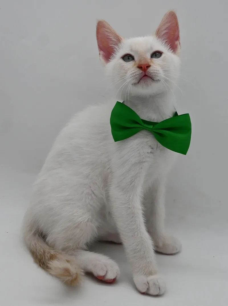 A baby medium-sized male Flame Point Siamese cat named Ivory for adoption in Mobile, AL