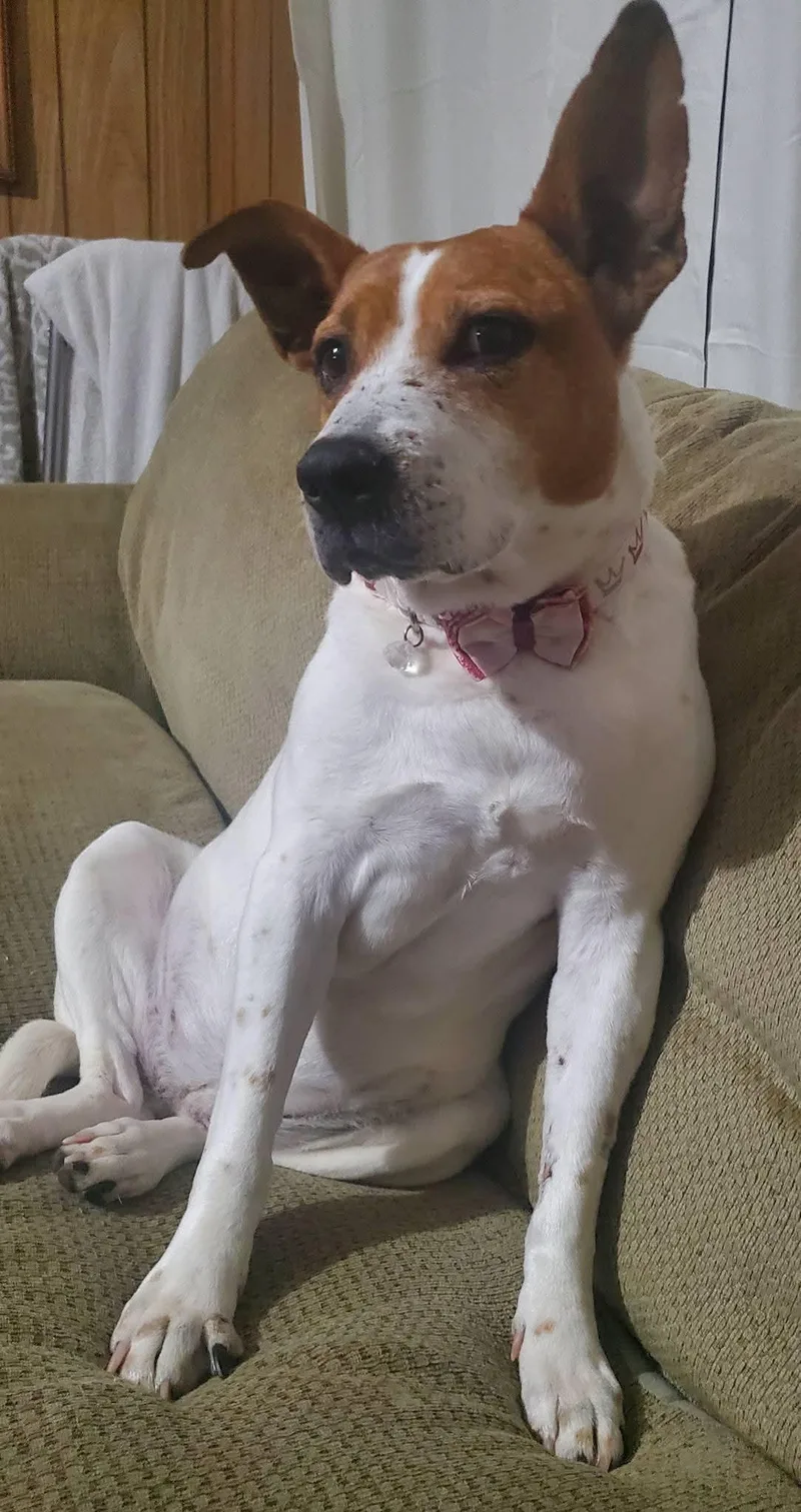 A senior medium-sized female Tricolor (Brown, Black, & White) Terrier dog named Sugar for adoption in Water Valley, MS