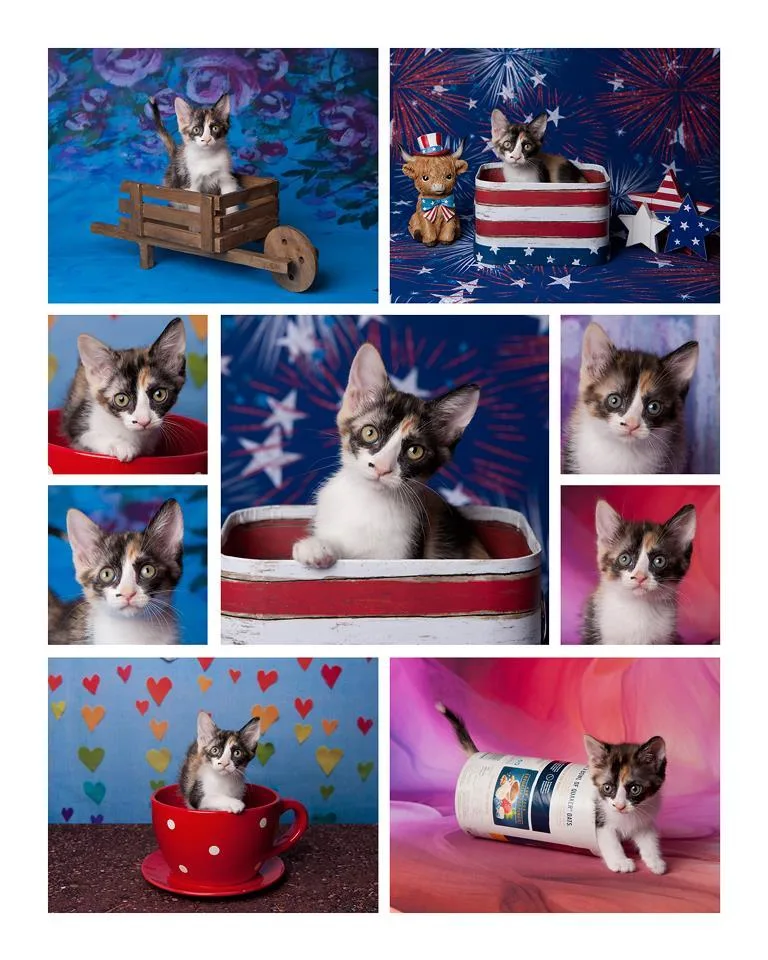 A baby small-sized female Calico cat named Chiquita Le Chat for adoption in Chandler, AZ