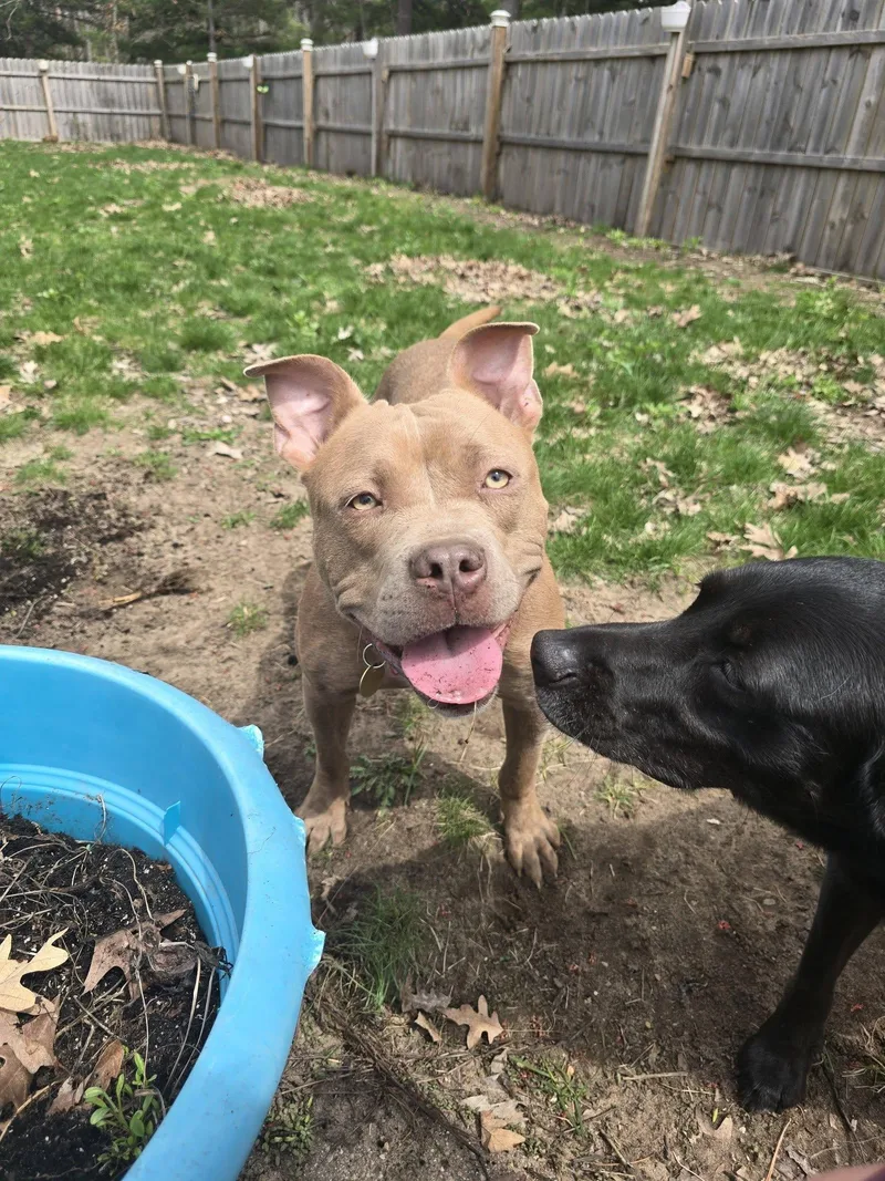 An adult medium-sized female American Staffordshire Terrier dog named Bunny for adoption in Traverse City, MI
