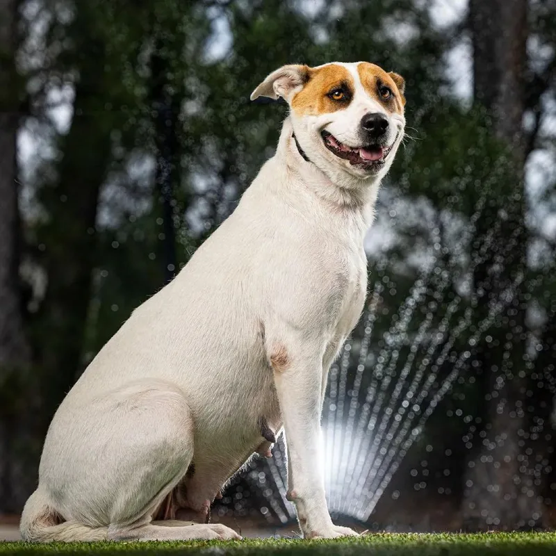 A young medium-sized female White / Cream Mixed Breed dog named Kendall for adoption in Jupiter, FL