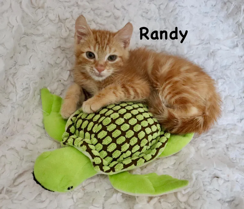 Randy thumbnail 5