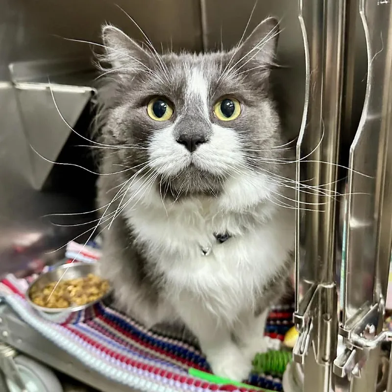 Caesar Sullivan Petsense