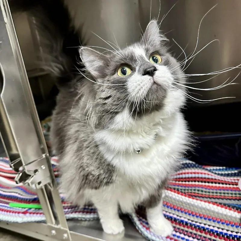 Caesar Sullivan Petsense thumbnail 2