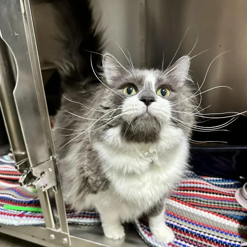 Caesar Sullivan Petsense thumbnail 3