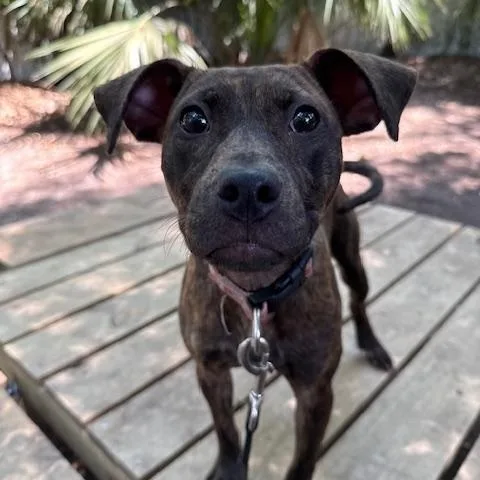 A young medium-sized female Mixed Breed dog named Lisa for adoption in Charleston, SC
