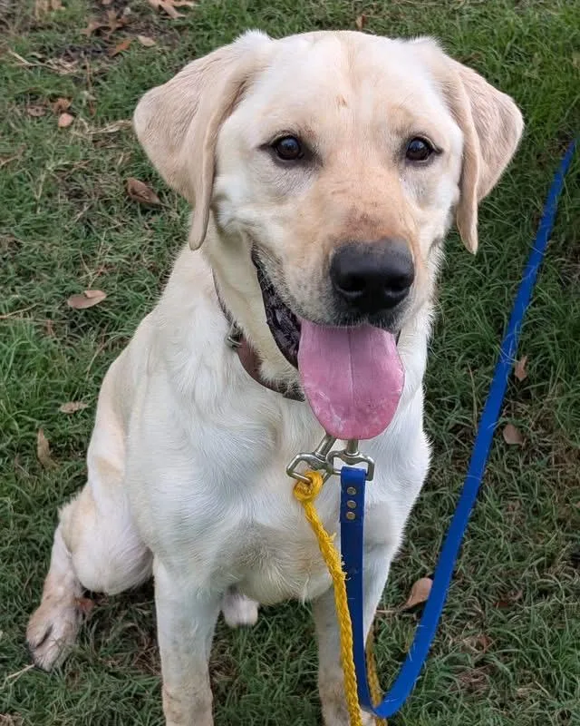 A young large-sized male Apricot / Beige Yellow Labrador Retriever dog named Taggart for adoption in New Rochelle, NY