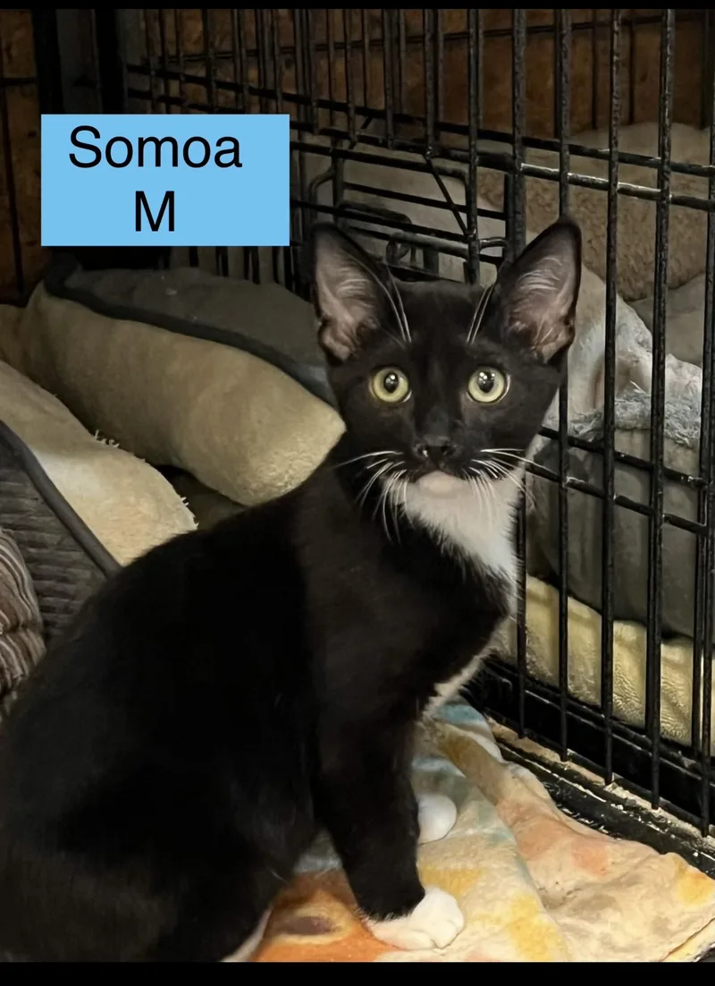 A baby small-sized male Domestic Short Hair cat named Samoa for adoption in Sneads Ferry, NC
