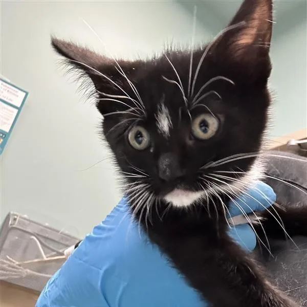 A baby small-sized female Black Domestic Short Hair cat named Eclipse for adoption in Tacoma, WA