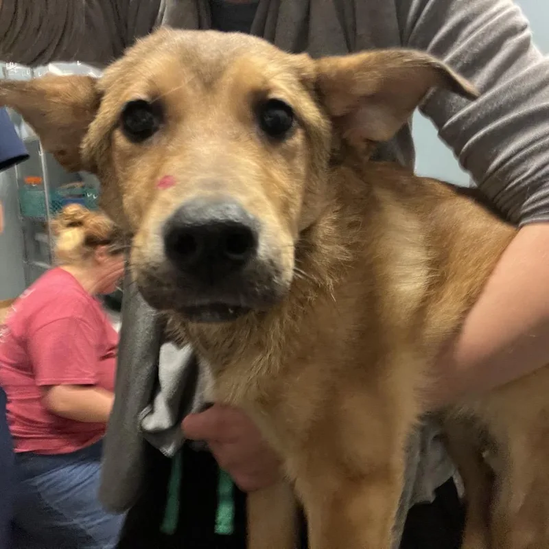 A young small-sized female Brown / Chocolate Mixed Breed dog named Lydia for adoption in Chattanooga, TN