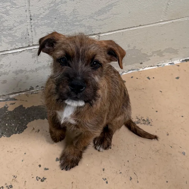 A baby small-sized male Brindle Terrier dog named Tuscstray for adoption in Tuscaloosa, AL