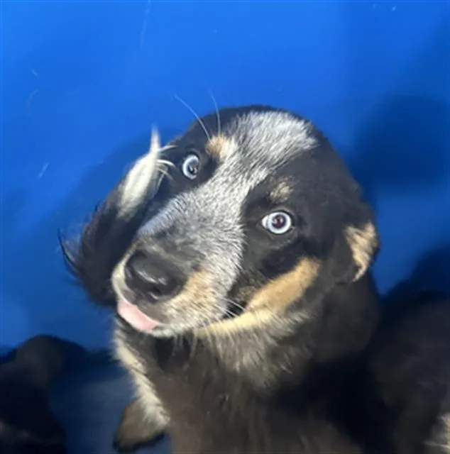 A baby large-sized female Mixed Breed dog named Diamond for adoption in Dallas, TX