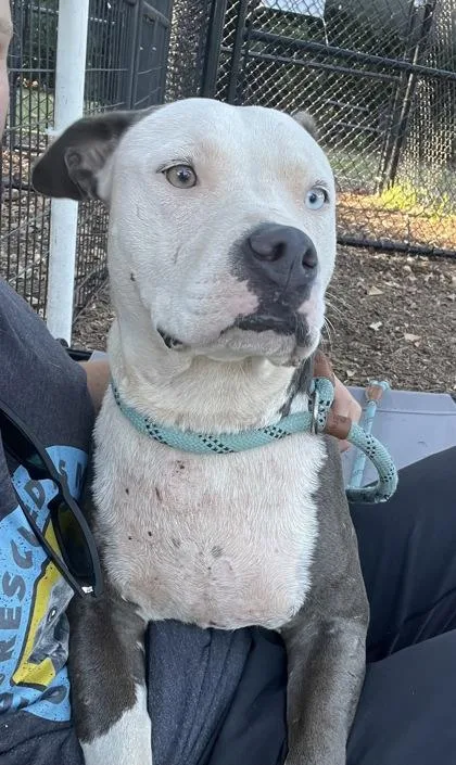 An adult large-sized female Mixed Breed dog named Alcantara for adoption in Chamblee, GA