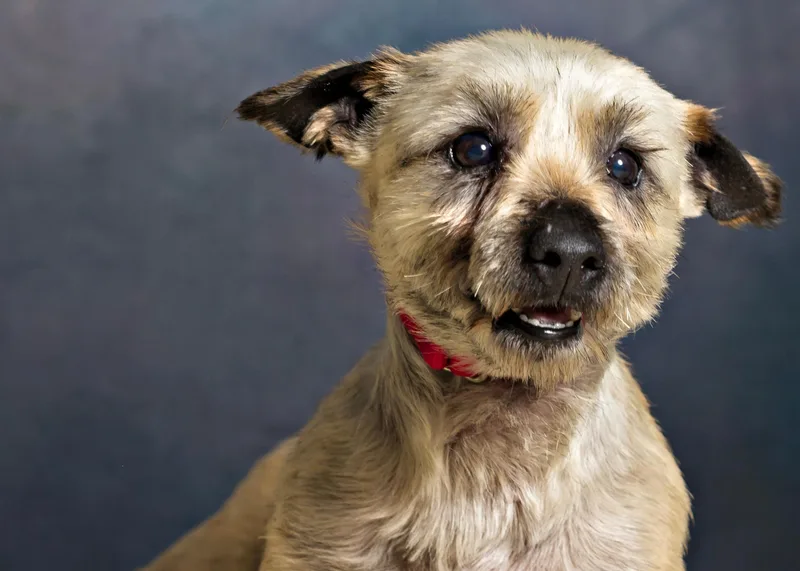 An adult small-sized female Apricot / Beige Cairn Terrier dog named Pumpkin for adoption in Seville, OH