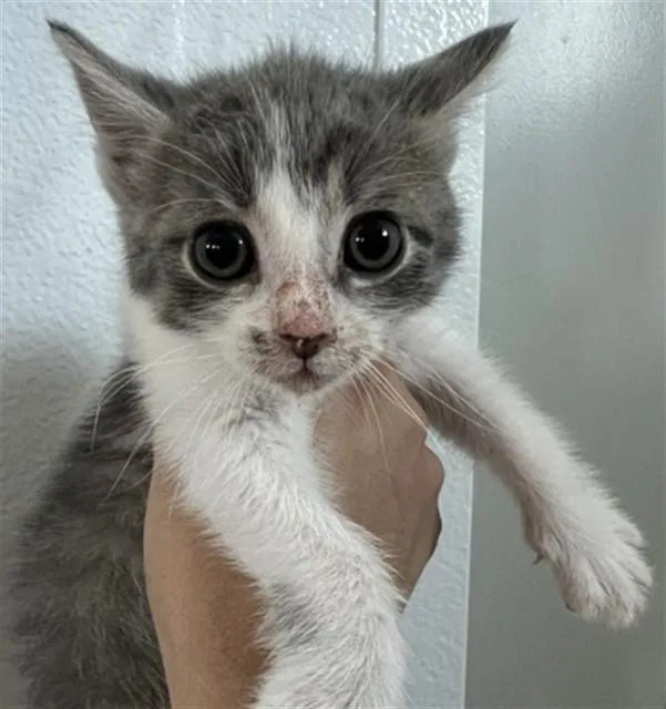 A baby small-sized female Domestic Short Hair cat named Edith for adoption in San Bernardino, CA