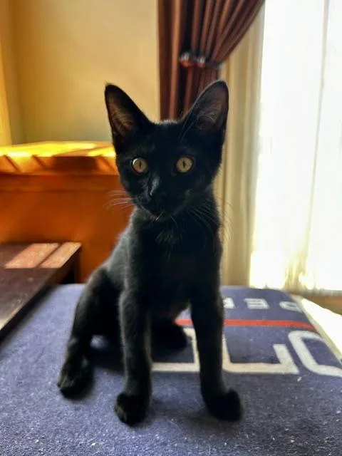 A baby medium-sized female Black Domestic Short Hair cat named Wiggles for adoption in Los Angeles, CA