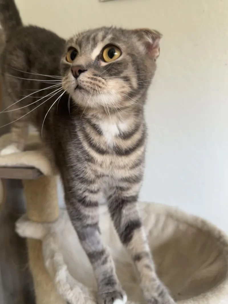 An adult medium-sized female Scottish Fold cat named Sakura for adoption in Rio Linda, CA