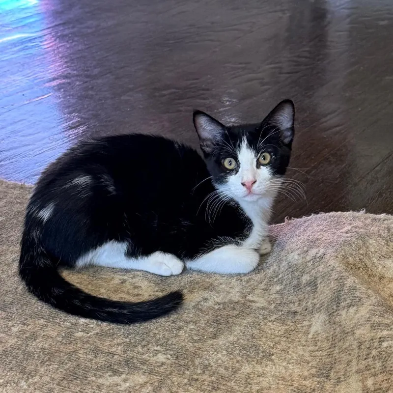 A baby small-sized male Black Domestic Short Hair cat named Tilt for adoption in Port Neches, TX