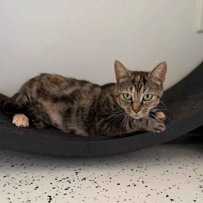 A senior medium-sized female Domestic Short Hair cat named Posey for adoption in Portage, MI