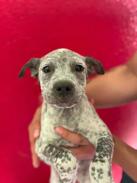Olaf