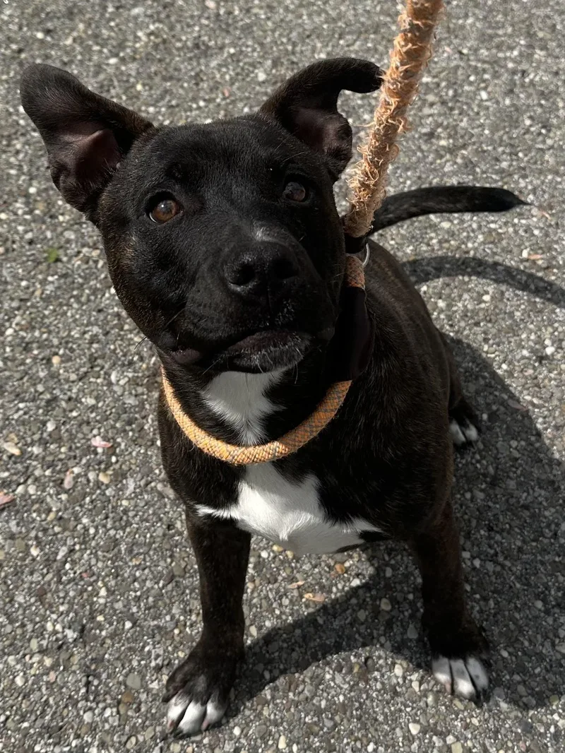 A young medium-sized male Pit Bull Terrier dog named Ethan for adoption in Youngstown, OH