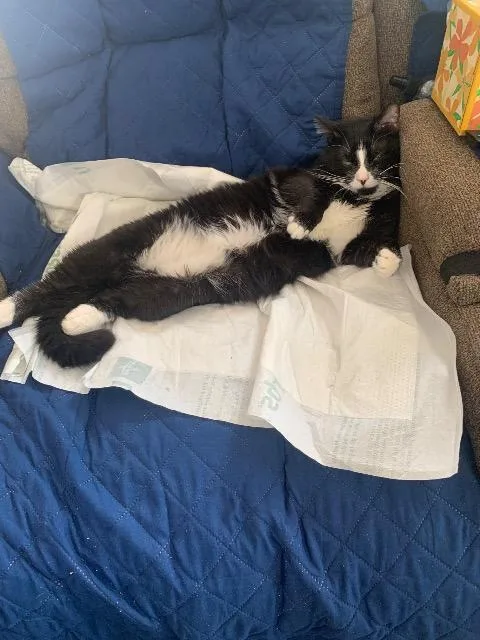 A young medium-sized male Domestic Short Hair cat named Oscar for adoption in St. Albans, VT