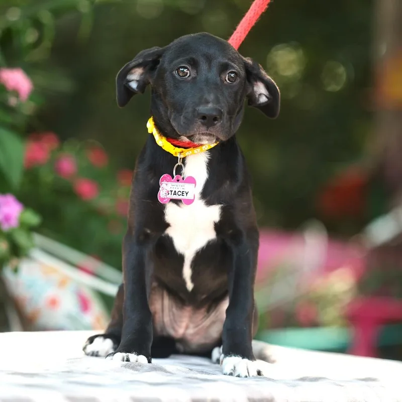 A baby small-sized female Black Labrador Retriever dog named Stacey for adoption in Wake Forest, NC