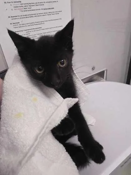 A baby small-sized male Domestic Short Hair cat named Minecraft for adoption in Sevierville, TN