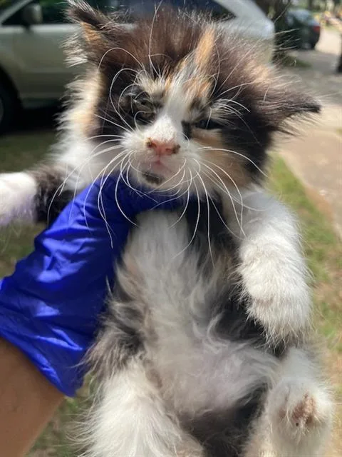 A baby small-sized female Domestic Short Hair cat named Cinnamonroll for adoption in Dallas, TX