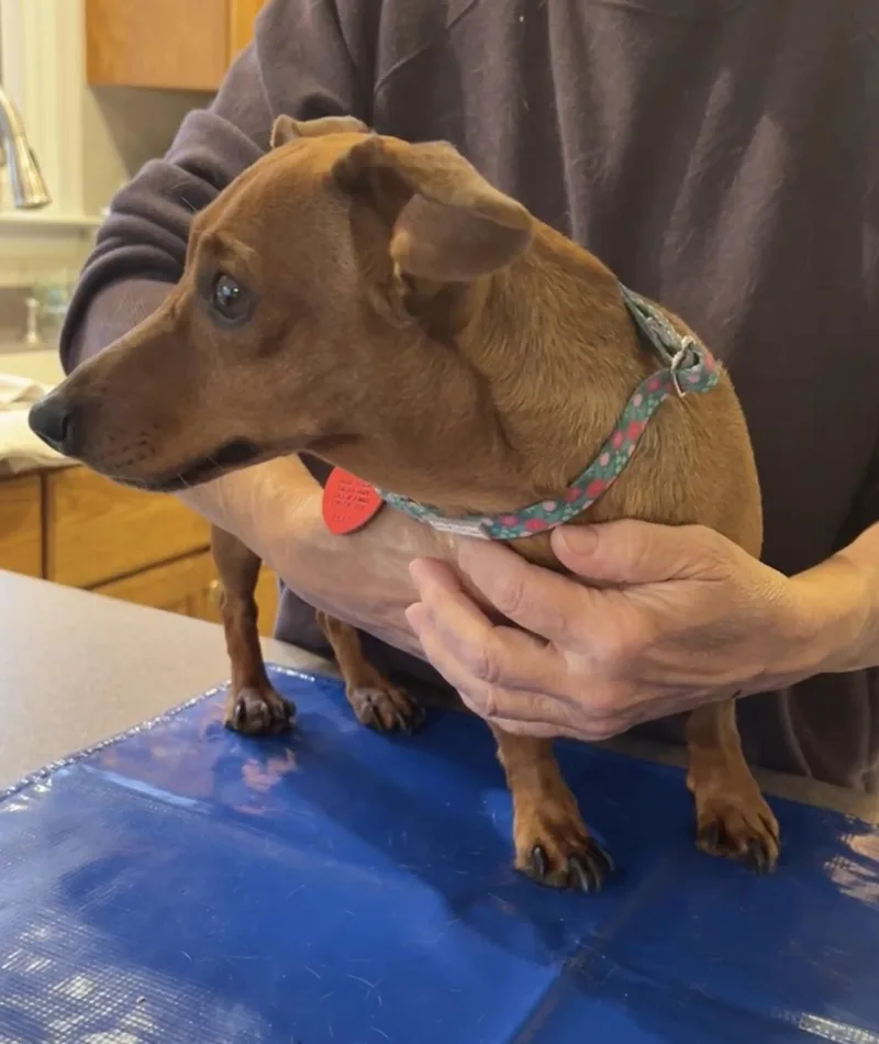 Lola And Slinky thumbnail 3