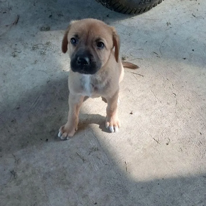 A baby small-sized female Yellow / Tan / Blond / Fawn Shepherd dog named Uno for adoption in North Charleston, SC