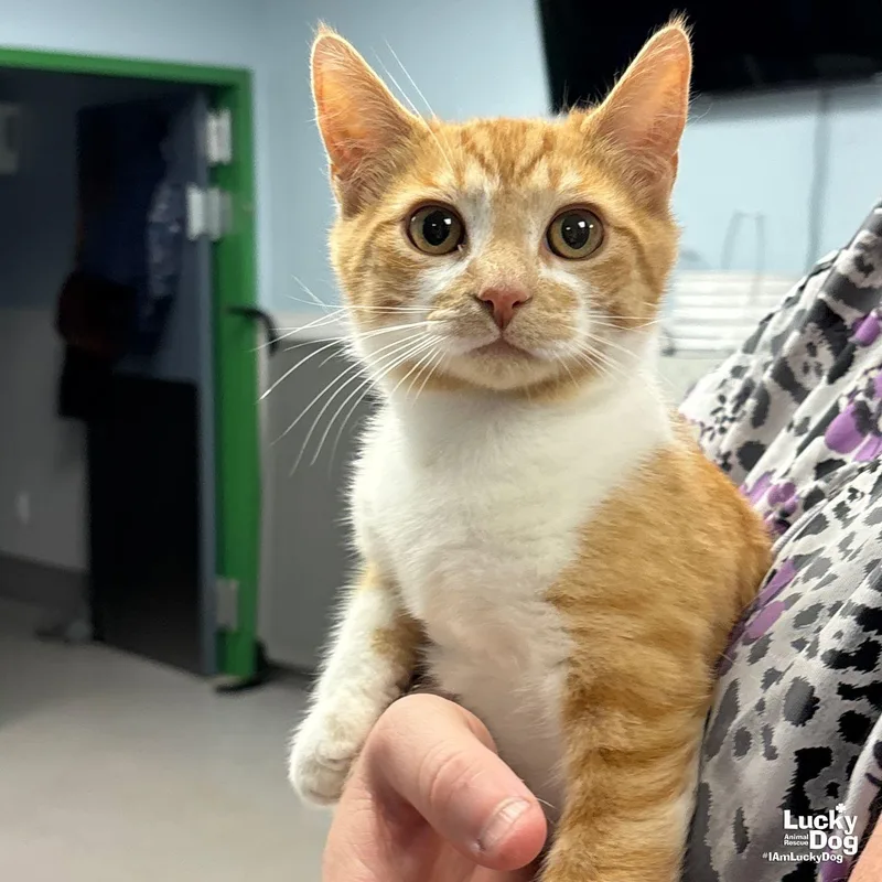 A young medium-sized male Orange & White Domestic Short Hair cat named Tomato for adoption in Washington, DC