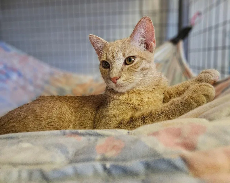 A baby small-sized male Orange / Red Domestic Short Hair cat named Mango for adoption in Lovingston, VA