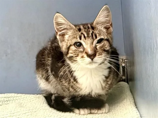 A baby small-sized male Domestic Short Hair cat named Fudgie Wudgie for adoption in Martinez, CA