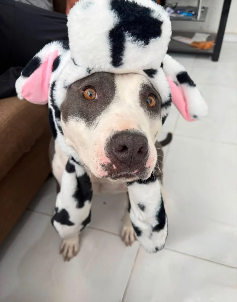 A young medium-sized female Pit Bull Terrier dog named Cow for adoption in San Diego, CA
