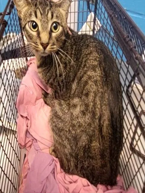 A young small-sized male Domestic Short Hair cat named Bluey for adoption in San Antonio, TX