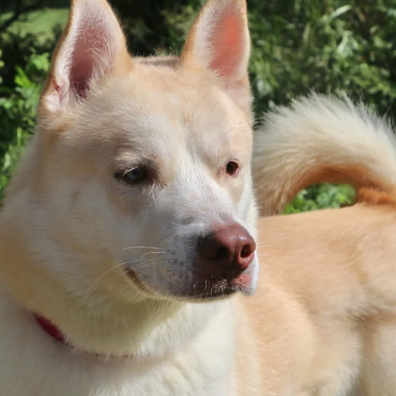 An adult large-sized male Apricot / Beige Mixed Breed dog named Star Fox for adoption in Allentown, PA