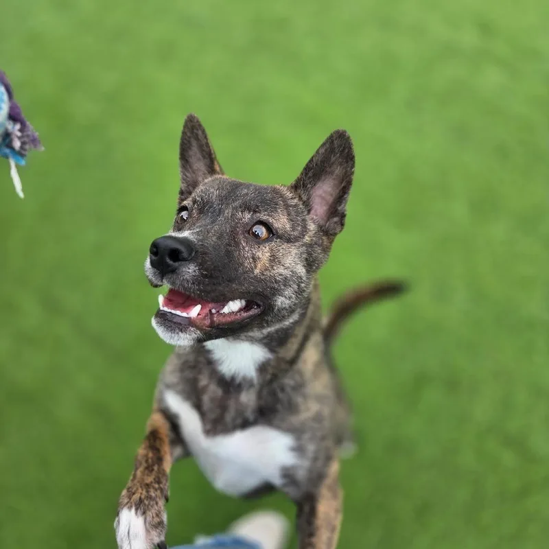 A young medium-sized male Shiba Inu dog named Ranoldo for adoption in Sullivan, IL
