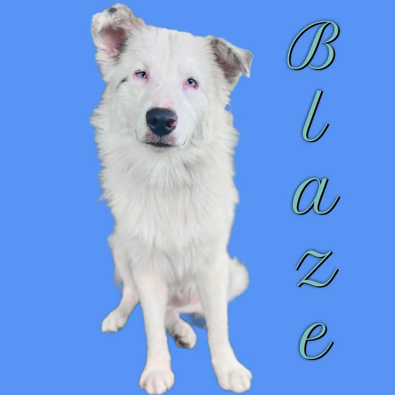 Blaze thumbnail 3