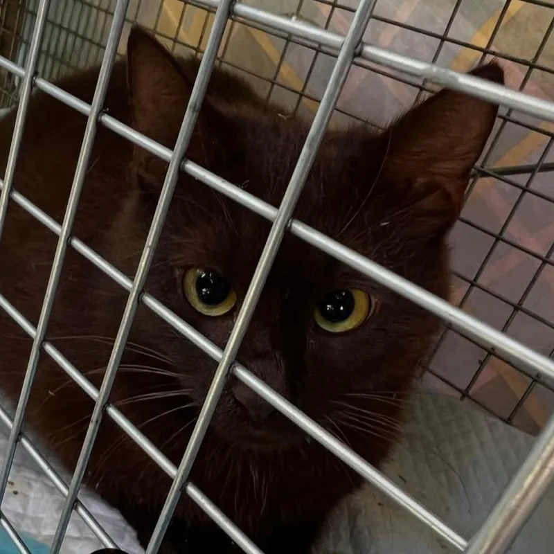 A young small-sized female Brown / Chocolate Domestic Short Hair cat named Milk Chocolate for adoption in PITTSBURGH, PA