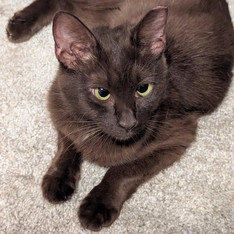 Milk Chocolate thumbnail 2