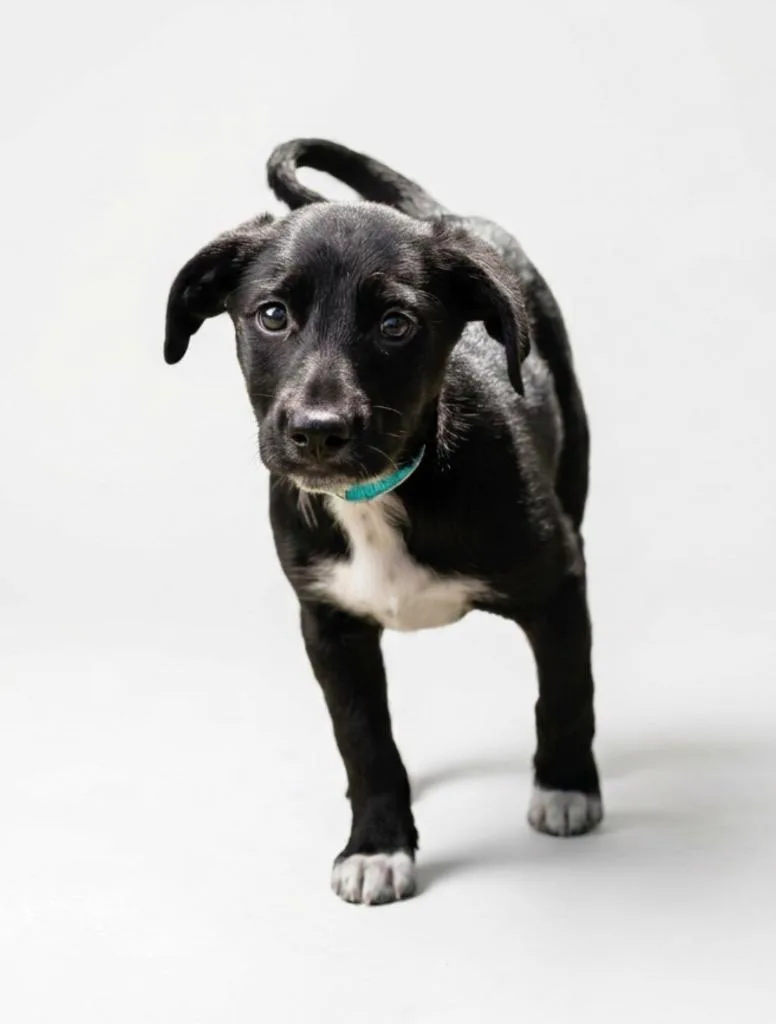 A baby medium-sized male Shepherd dog named Brix for adoption in Hudson, NY