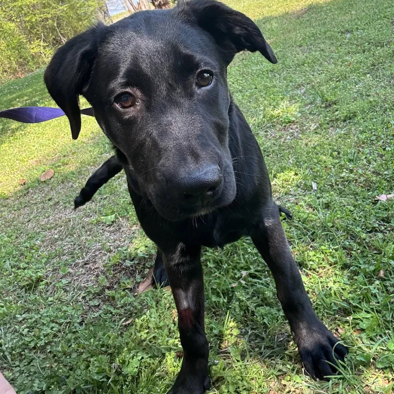 A young medium-sized female Belgian Shepherd / Malinois dog named Finn Hope for adoption in Locust Fork, AL