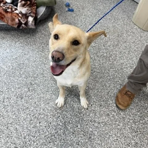 An adult medium-sized female Yellow / Tan / Blond / Fawn Husky dog named Riley for adoption in Bryan, OH