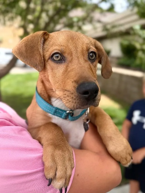 A young small-sized female Brown / Chocolate Mixed Breed dog named Moss for adoption in Fruit Heights, UT