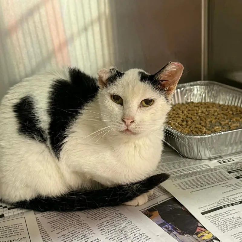 An adult medium-sized female Black Domestic Short Hair cat named Stillwell for adoption in Pauls Valley, OK
